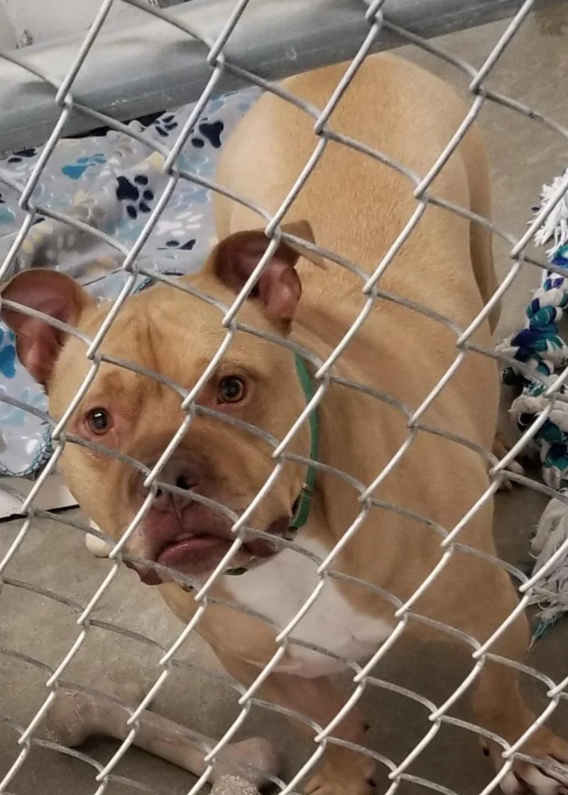 An adult medium-sized male English Bulldog dog named Stromboli for adoption in Seymour, IN