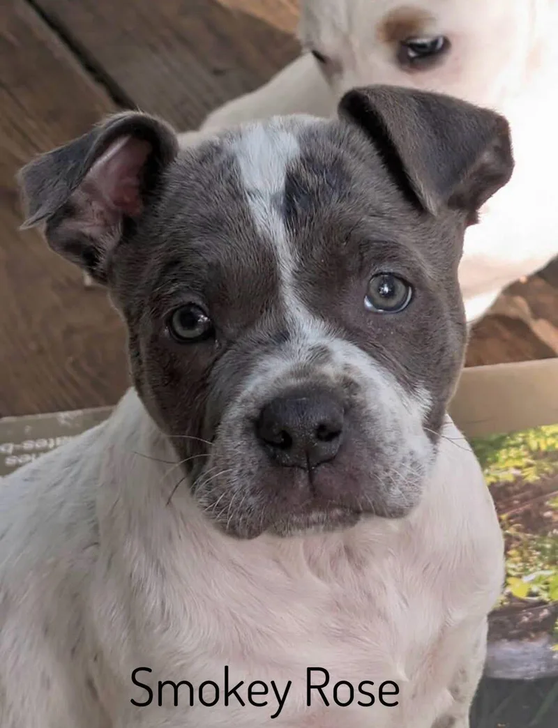 A baby medium-sized female Pit Bull Terrier dog named Smokey Rose for adoption in Pembroke, MA