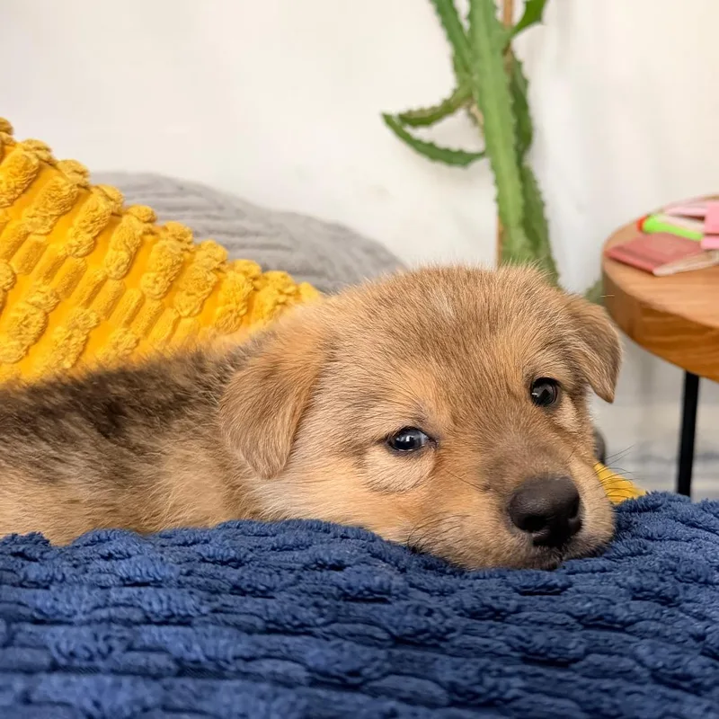 A baby small-sized female Brown / Chocolate German Shepherd Dog dog named Astrid for adoption in Brooklyn, NY