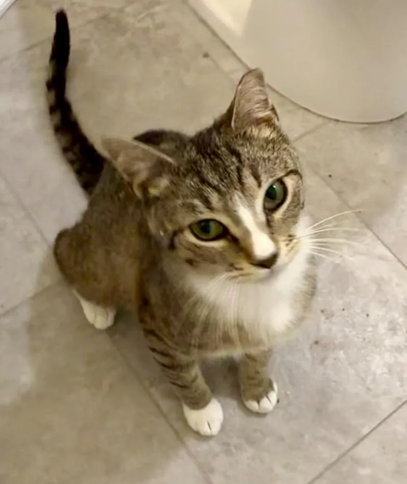 A baby medium-sized male Domestic Short Hair cat named Bargello for adoption in Fort Lupton, CO