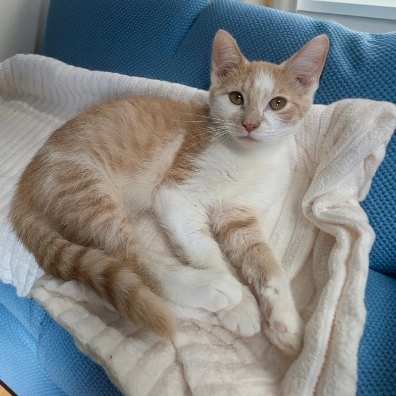 A baby small-sized male Buff / Tan / Fawn Domestic Short Hair cat named Dale for adoption in Walnut Cove, NC