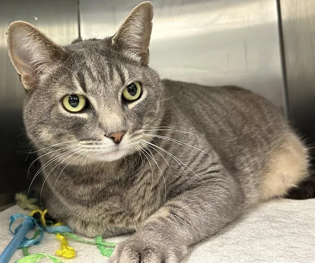 An adult medium-sized male Domestic Medium Hair cat named Nana for adoption in Santa Cruz, CA