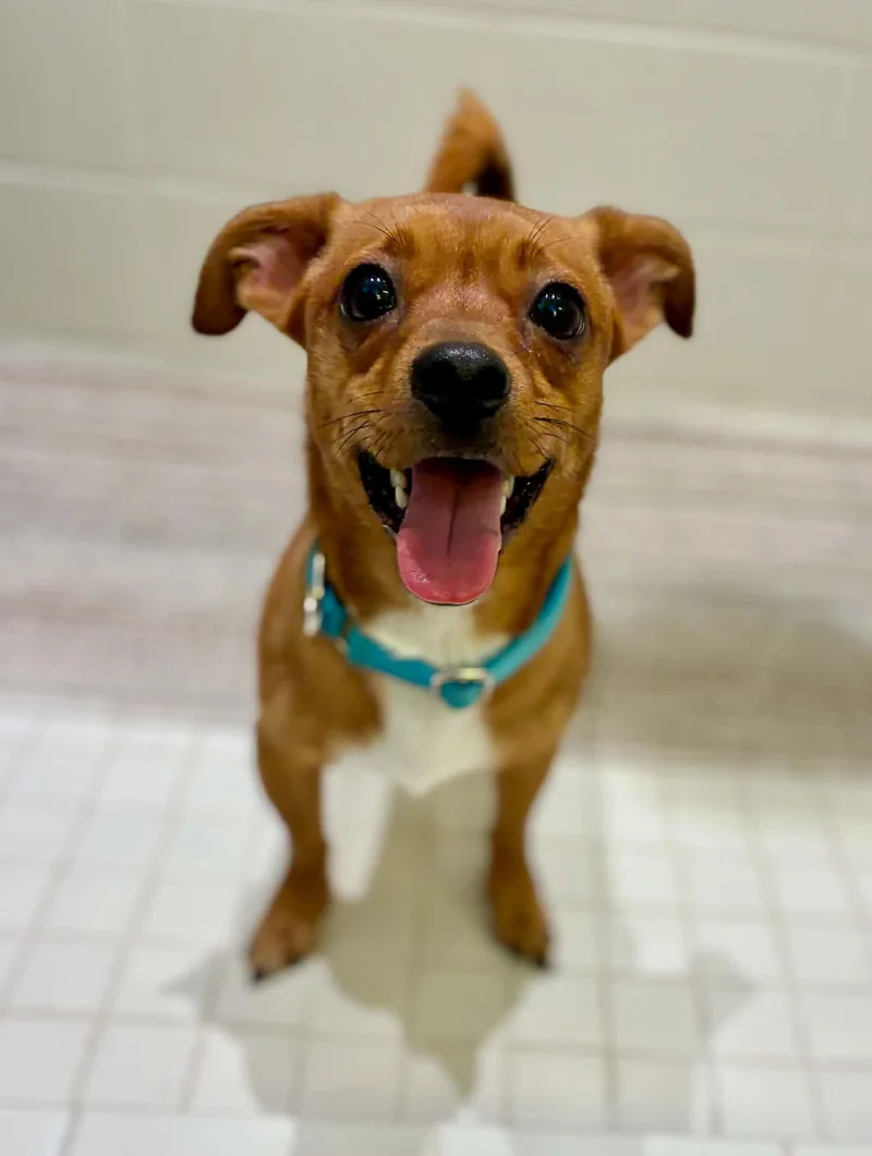 A young small-sized male Yellow / Tan / Blond / Fawn Chiweenie dog named Rj for adoption in Gulfport, MS