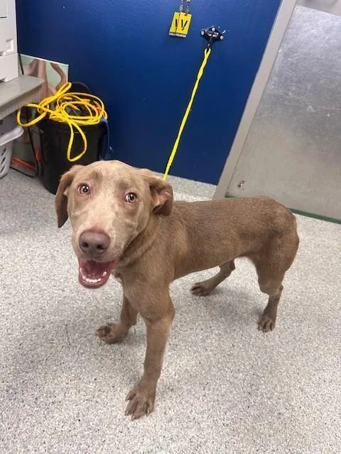 A young medium-sized male Weimaraner dog named A for adoption in Pasadena, TX