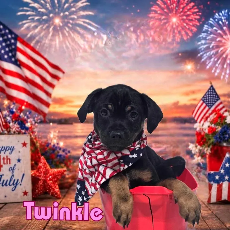 A baby small-sized female Black Mixed Breed dog named Twinkle for adoption in Joliet, IL