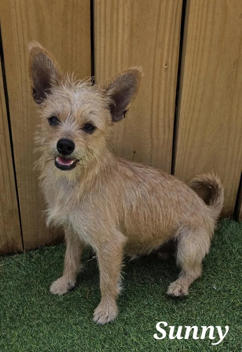 A young small-sized male Golden Terrier dog named Sunny for adoption in Edinburg, TX