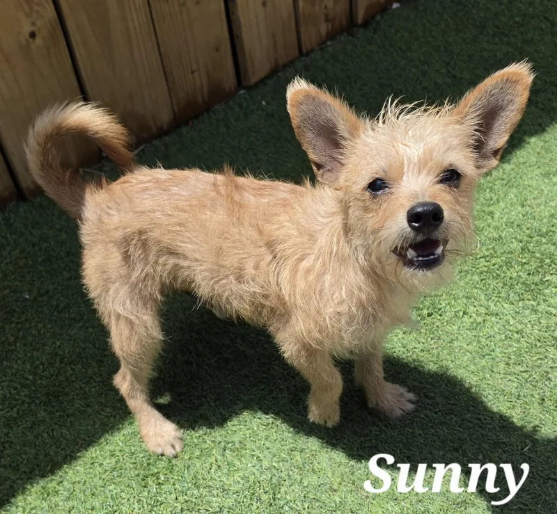 Sunny thumbnail 3
