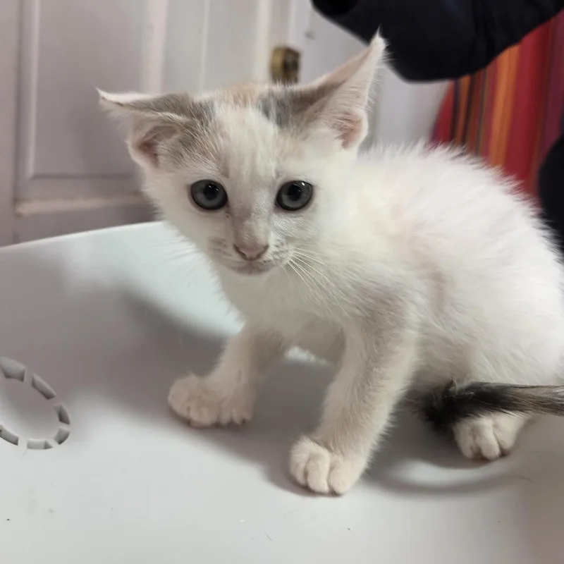 A baby small-sized female Gray / Blue / Silver Domestic Short Hair cat named Harley for adoption in Leander, TX