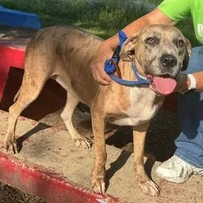 A young small-sized female Brown / Chocolate Labrador Retriever dog named Shiloh for adoption in Pine Bluff, AR