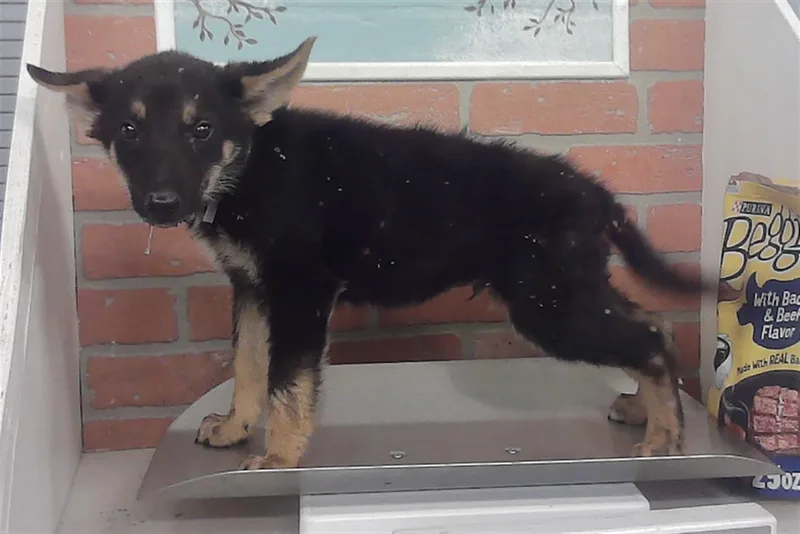 A baby small-sized male German Shepherd Dog dog named Bucky for adoption in Houston, TX