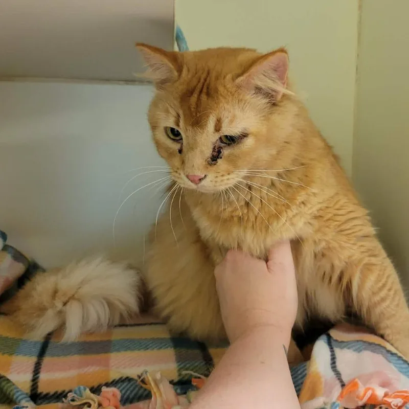 An adult large-sized male Orange / Red Domestic Medium Hair cat named Cinnamon Crunch Bagel for adoption in Columbia, MO