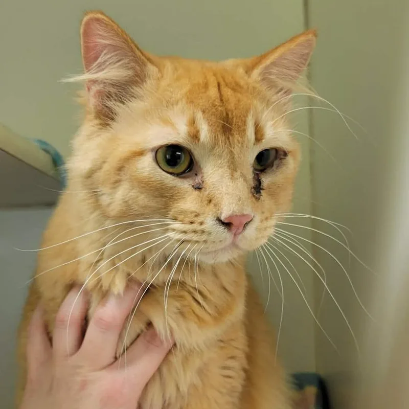 Cinnamon Crunch Bagel thumbnail 2