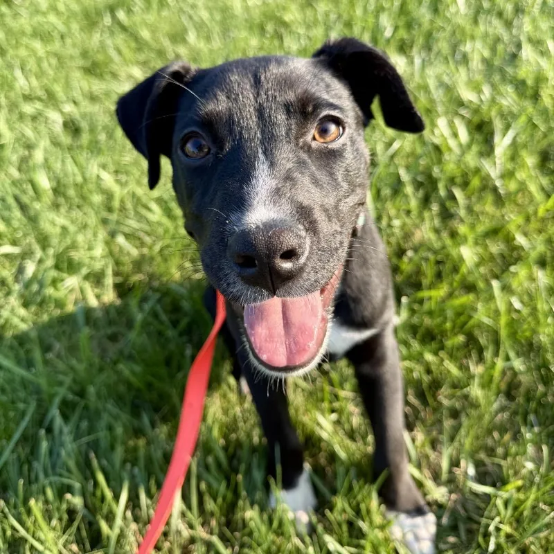 A baby small-sized female Black Labrador Retriever dog named Luna for adoption in Valparaiso, IN