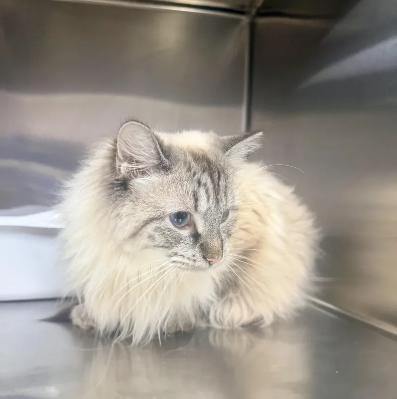 An adult large-sized female Cream / Ivory Himalayan cat named Opal for adoption in Petersburg, VA