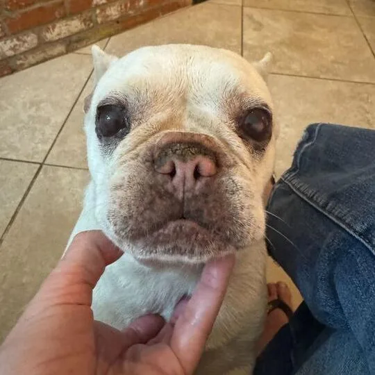 An adult small-sized female White / Cream French Bulldog dog named Mimi for adoption in Turlock, CA