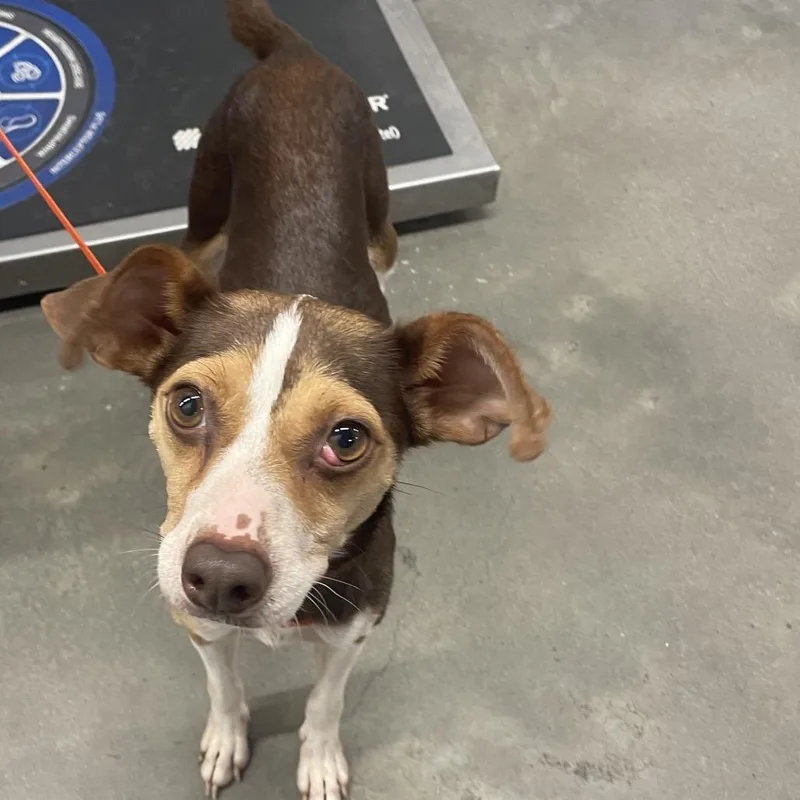 An adult small-sized female Yellow / Tan / Blond / Fawn Chihuahua dog named Luna for adoption in Tampa, FL