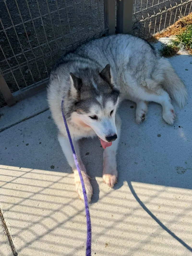 An adult large-sized female Alaskan Malamute dog named Tasi for adoption in Manassas, VA