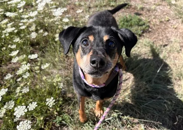 A senior medium-sized male Jack Russell Terrier dog named Bidwell for adoption in Colorado Springs, CO