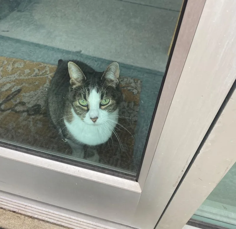 A senior medium-sized female Domestic Short Hair cat named Gertie for adoption in Raleigh, NC