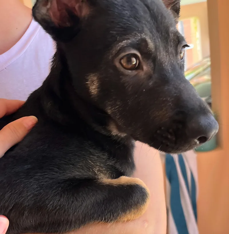 Llori Parti "will You