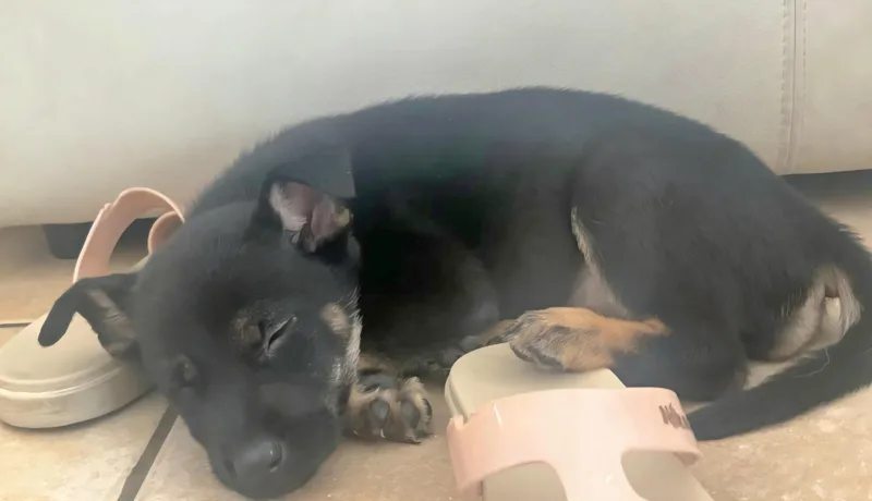 Llori Parti "will You thumbnail 6