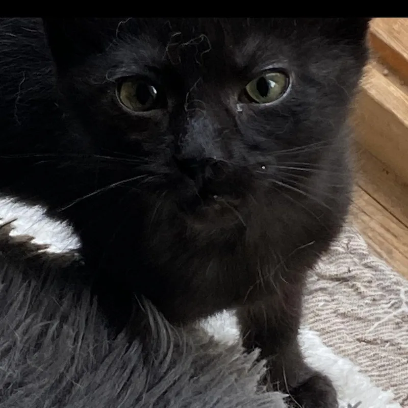 A baby medium-sized female Black Domestic Short Hair cat named Bubbles for adoption in Omaha, NE