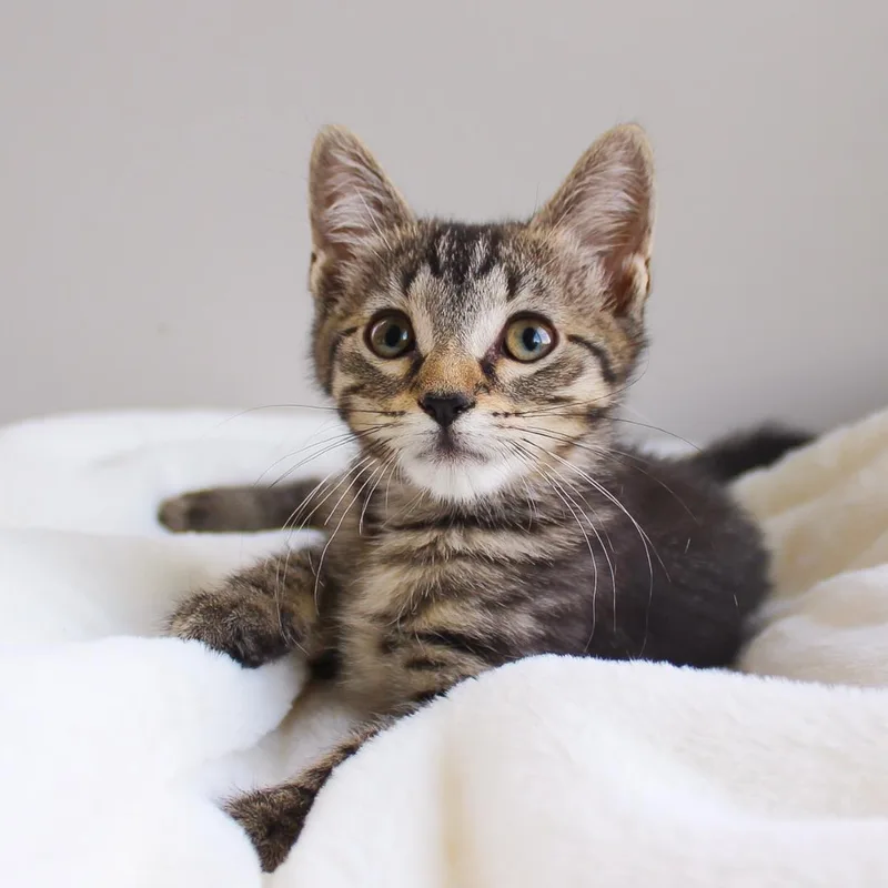A baby medium-sized female Tabby (Brown / Chocolate) Tabby cat named Ravenna for adoption in Wayne, NJ