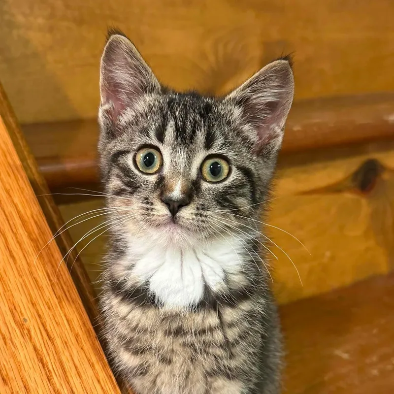 A baby medium-sized female Tabby (Brown / Chocolate) Domestic Short Hair cat named Delta for adoption in Sauk City, WI