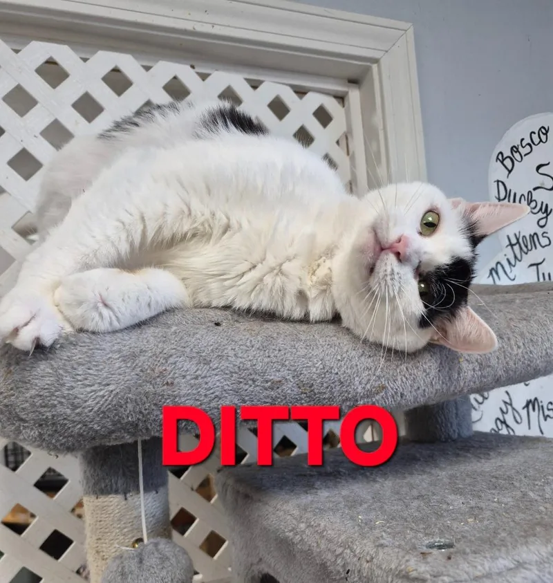 An adult medium-sized female Domestic Short Hair cat named Ditto for adoption in Rome, GA