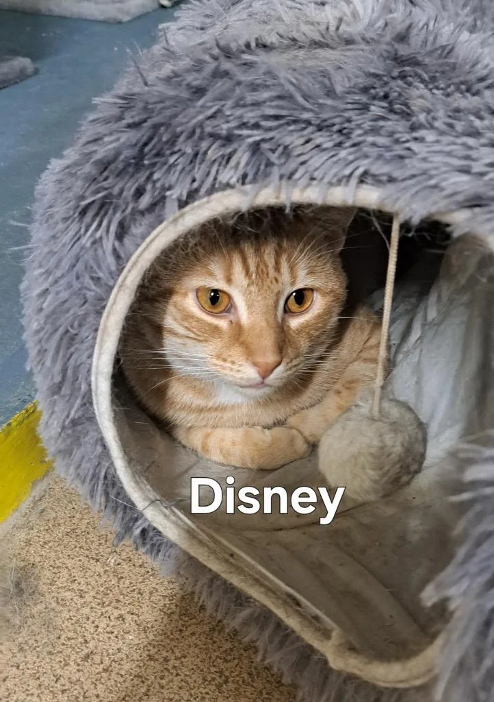 A young medium-sized male Domestic Short Hair cat named Disney for adoption in Plattsburgh, NY
