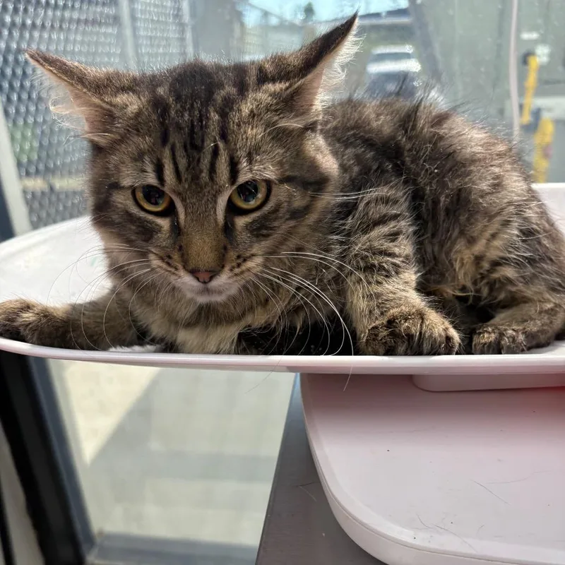 A baby small-sized male Brown / Chocolate Domestic Short Hair cat named Larry for adoption in Columbiana, AL