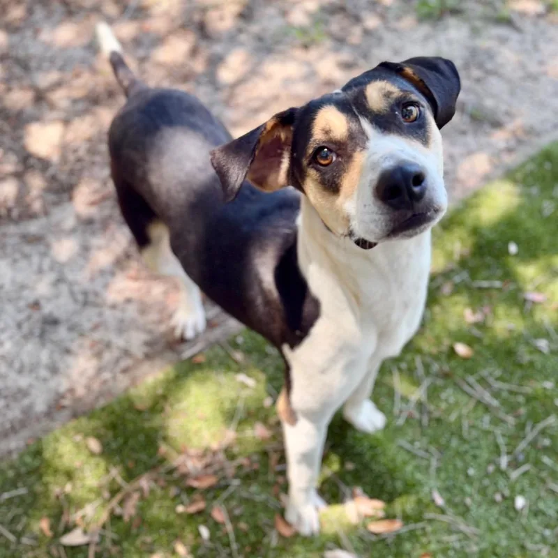 An adult medium-sized female Black Mixed Breed dog named Ya Yi for adoption in Milton, FL