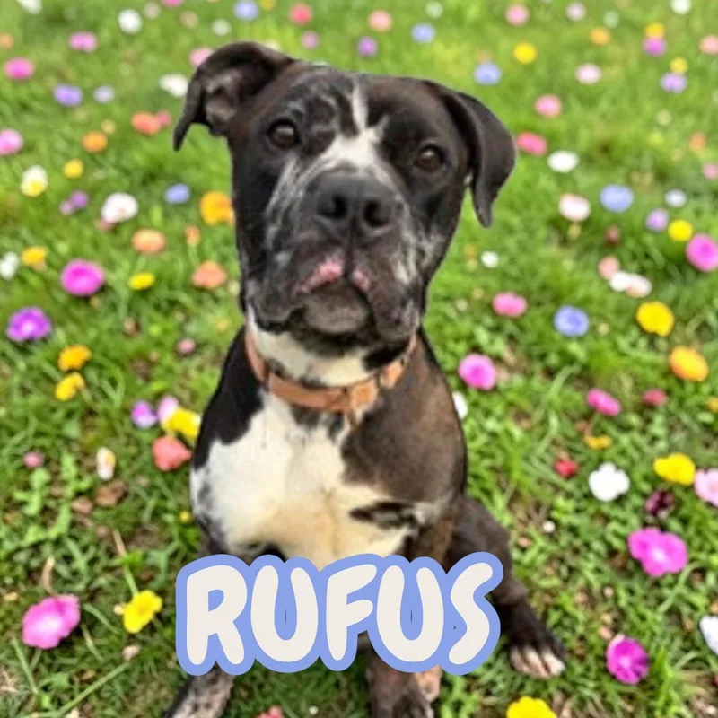 A young large-sized male American Bully dog named Rufus for adoption in Brockton, MA