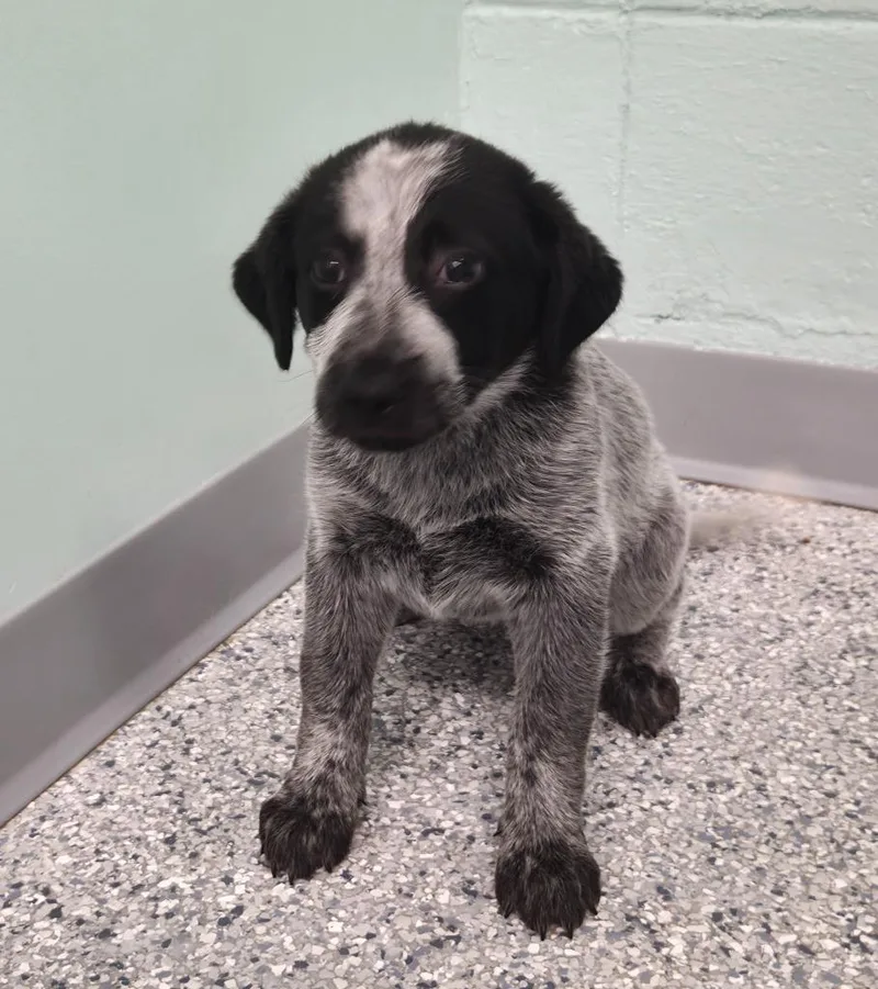A baby small-sized female Terrier dog named Sydney for adoption in Athens, TN