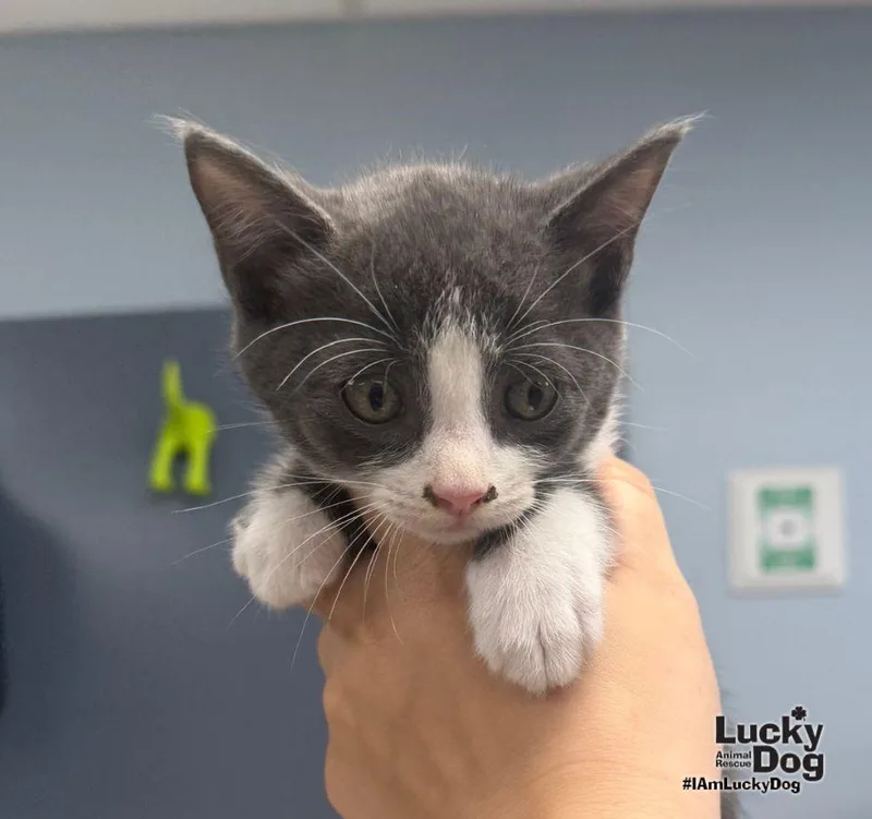 A baby medium-sized male Gray & White Domestic Short Hair cat named Taz for adoption in Washington, DC