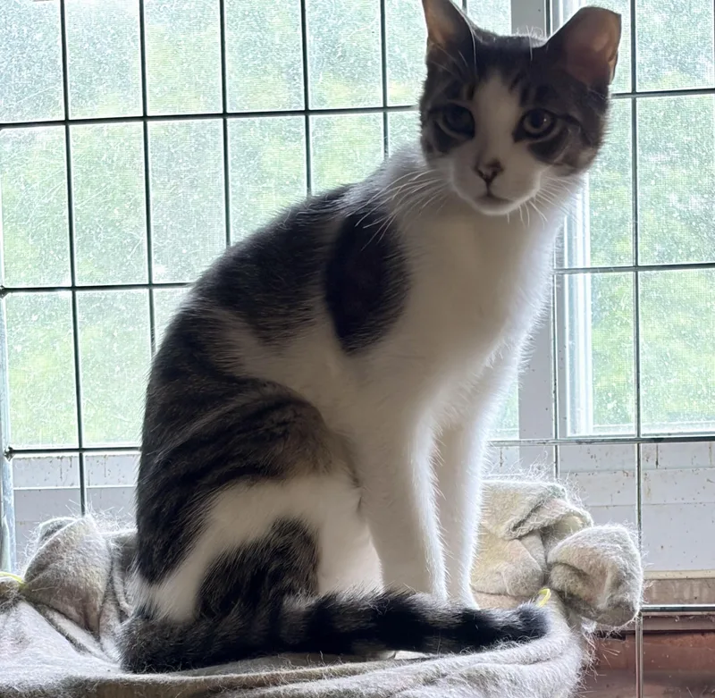 An adult medium-sized male Tabby (Gray / Blue / Silver) Tabby cat named Callum for adoption in Independence, OH