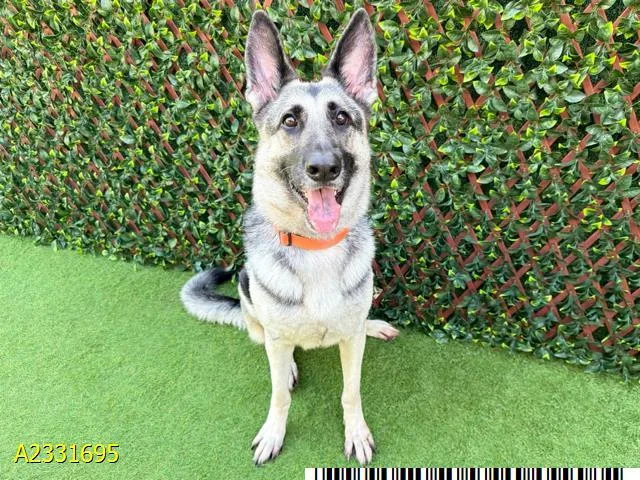 An adult large-sized female Mixed Breed dog named Nina for adoption in West Palm Beach, FL