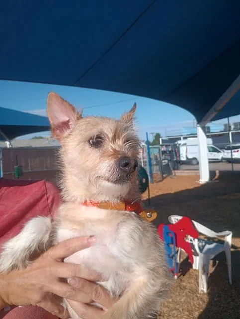 An adult small-sized male Border Terrier dog named Rosco for adoption in Albuquerque, NM