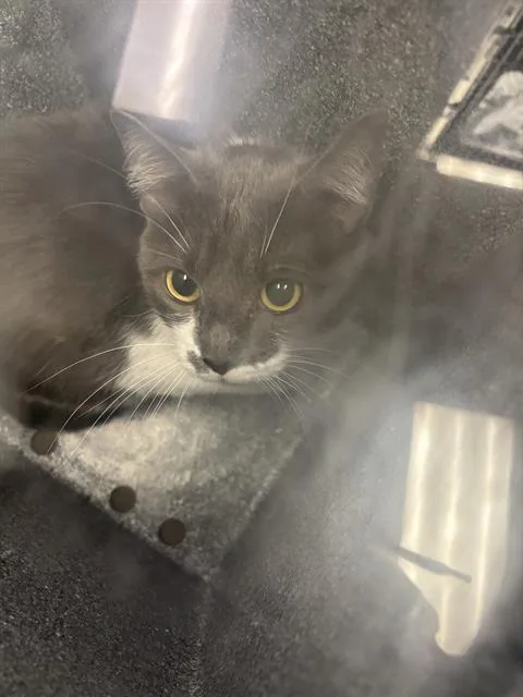An adult medium-sized female Domestic Short Hair cat named Jake for adoption in Dallas, TX