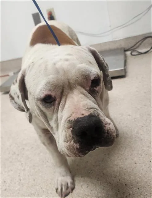 An adult large-sized female Pit Bull Terrier dog named Peanut for adoption in Bakersfield, CA