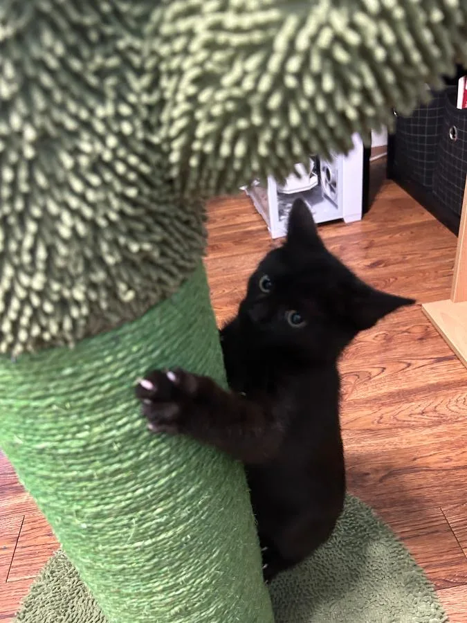 A baby medium-sized female Black Domestic Short Hair cat named Flex Seal for adoption in Cleveland, OH