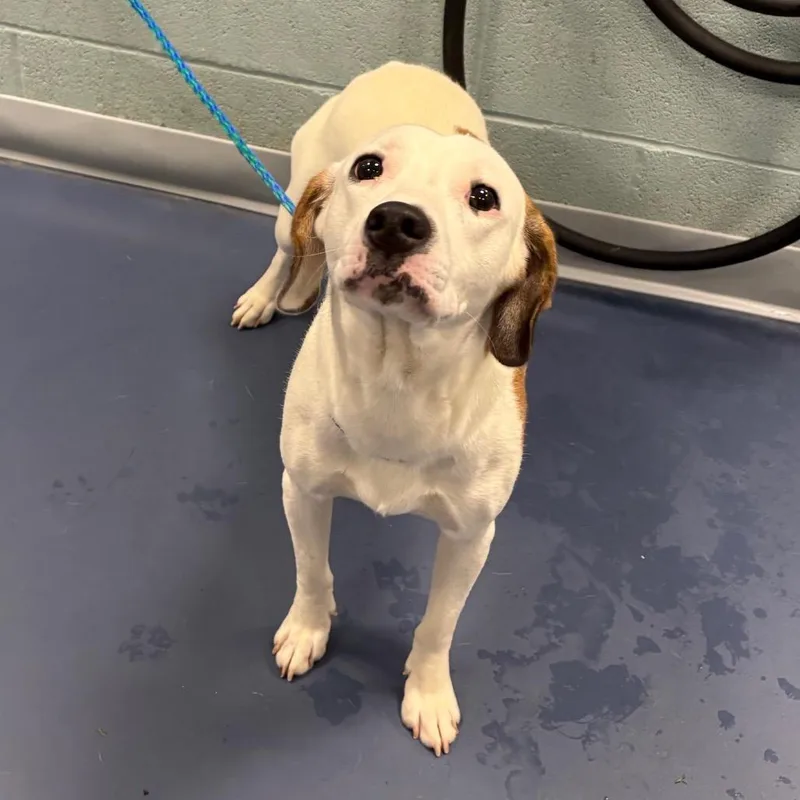 A young medium-sized male White / Cream Mixed Breed dog named Jimothy for adoption in Greensboro, NC