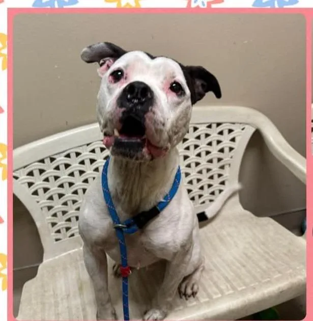 An adult large-sized male Pit Bull Terrier dog named Samuel for adoption in Quincy, CA