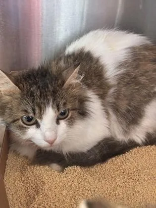 An adult medium-sized female Domestic Medium Hair cat named Flame Princess for adoption in West Chester, PA