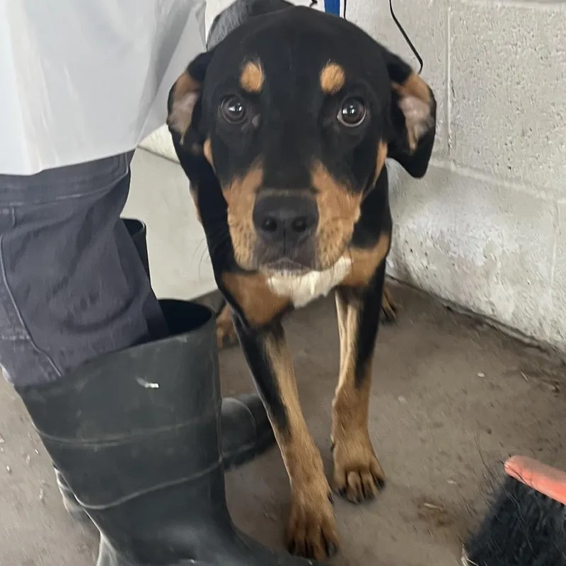 A young medium-sized female Rottweiler dog named Peanut for adoption in Edinburg, TX