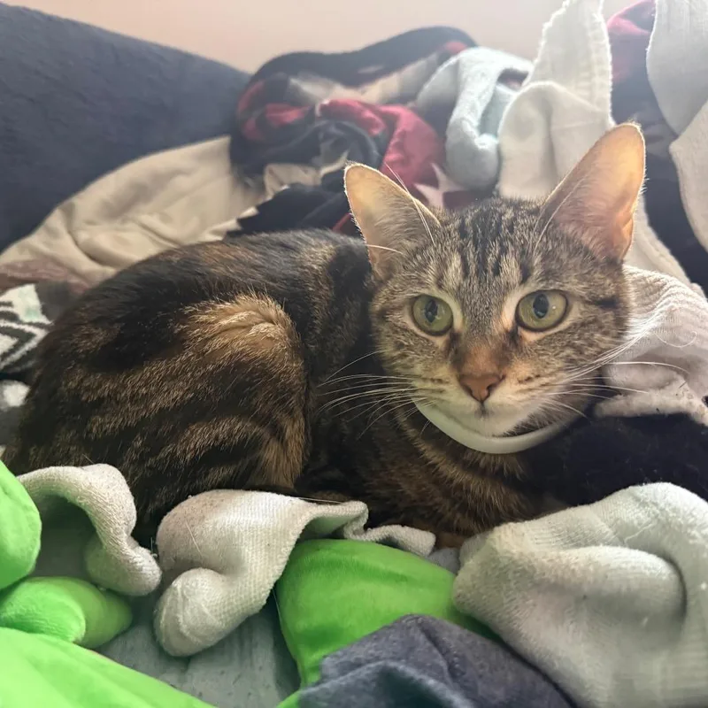 FOUND SW Rochester