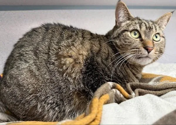 Mischief thumbnail 2