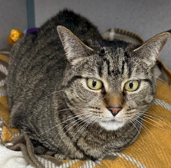 Mischief thumbnail 3