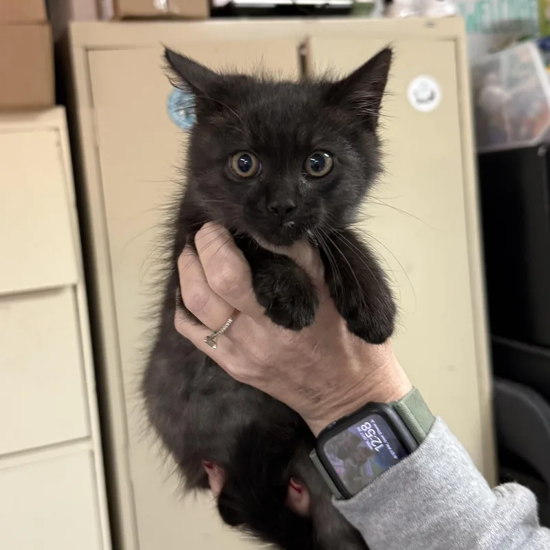 A baby medium-sized male Domestic Medium Hair cat named Baby for adoption in Columbia, SC