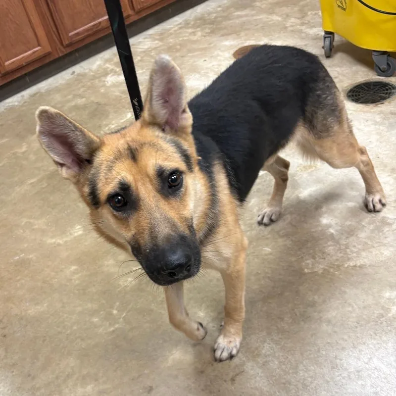 An adult medium-sized male German Shepherd Dog dog named Bandito U for adoption in Tupelo, MS